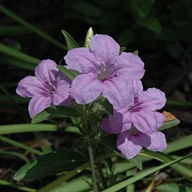 lurveys-1003367