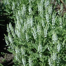 lurveys-1003401