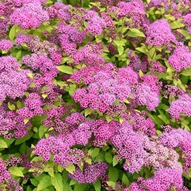 lurveys-1003466