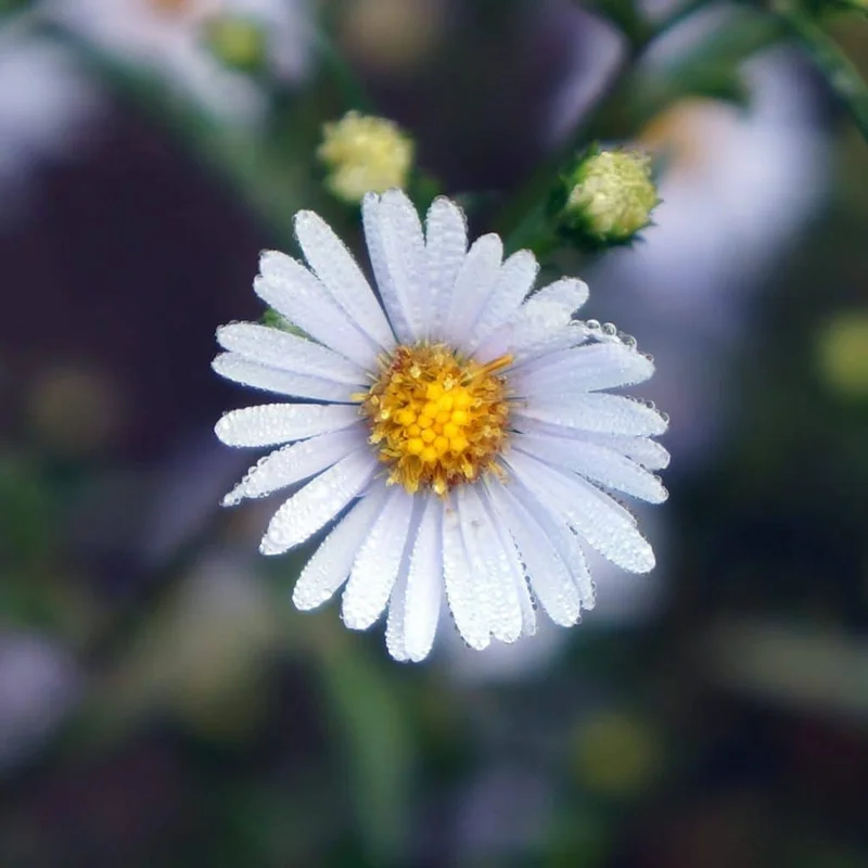 lurveys-1003494