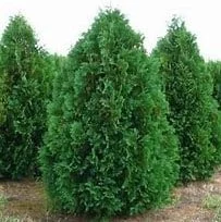lurveys-1003508