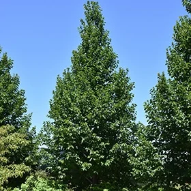 lurveys-1003528
