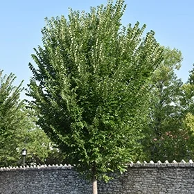 lurveys-1003547