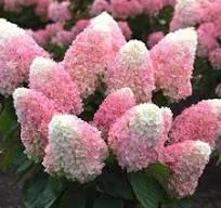 lurveys-1003549