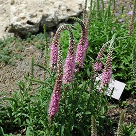 lurveys-1003553