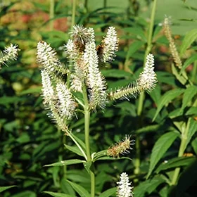 lurveys-1003576