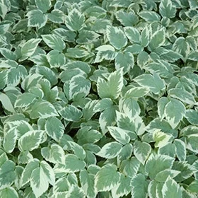 lurveys-1003605
