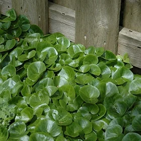 lurveys-1003608