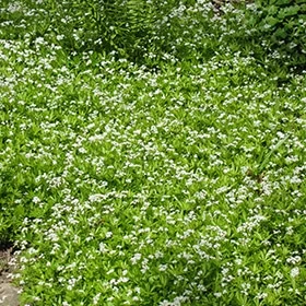 lurveys-1003618