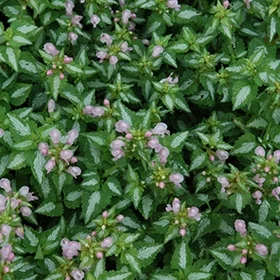 lurveys-1003632