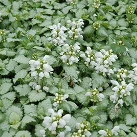 lurveys-1003635