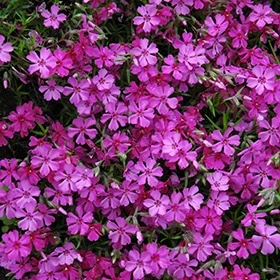 lurveys-1003645
