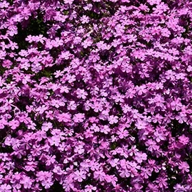 lurveys-1003649