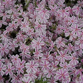 lurveys-1003650