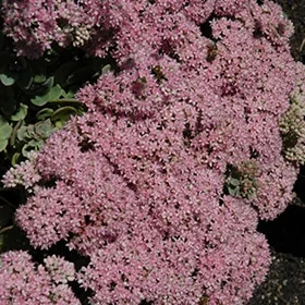 lurveys-1003669