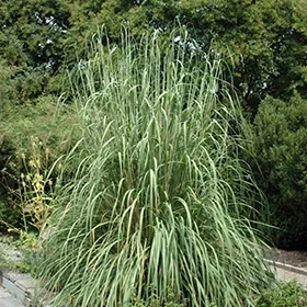 lurveys-1004842