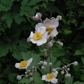 lurveys-1004867