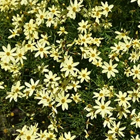 lurveys-1004952
