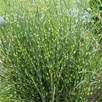 lurveys-1005033