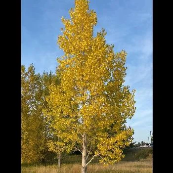 lurveys-1005131