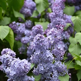 lurveys-1005174