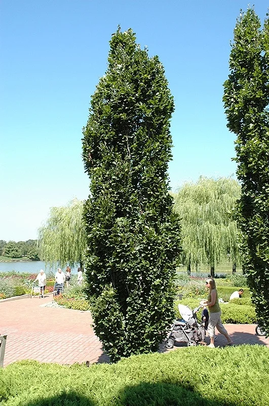 lurveys-1005265