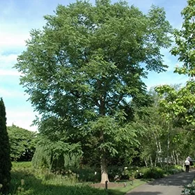 lurveys-1005277