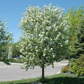 lurveys-1005299