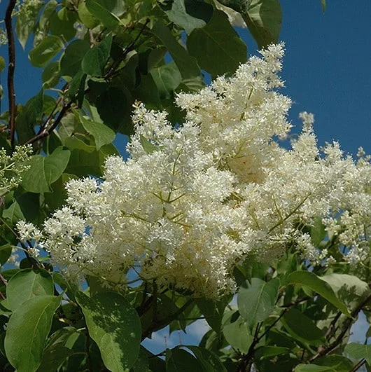 lurveys-1005325