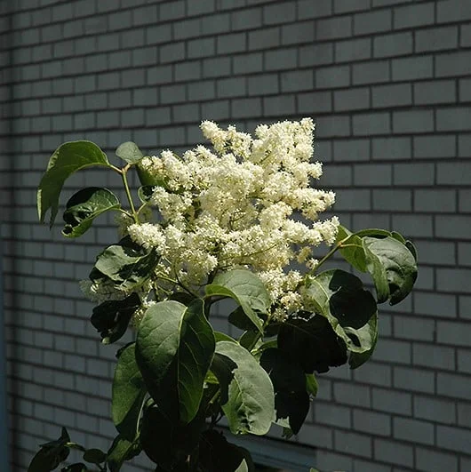 lurveys-1005327