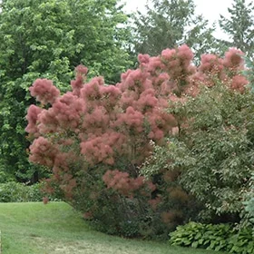 lurveys-1005356