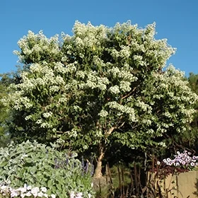lurveys-1005374