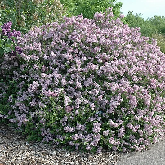 lurveys-1005408