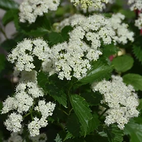 lurveys-1005412