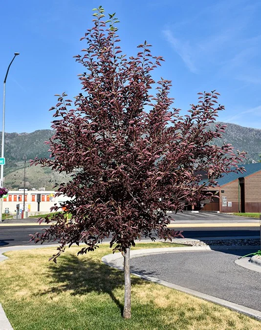 lurveys-1005448