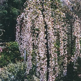 lurveys-1005474
