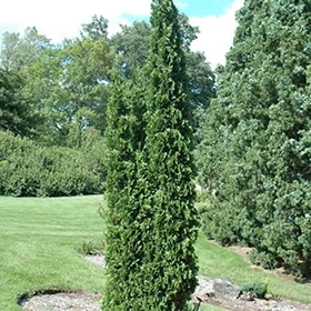 lurveys-1005536