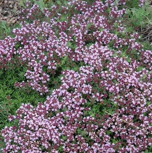 lurveys-1005545