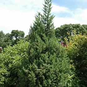 lurveys-1005558