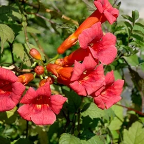 lurveys-1005753