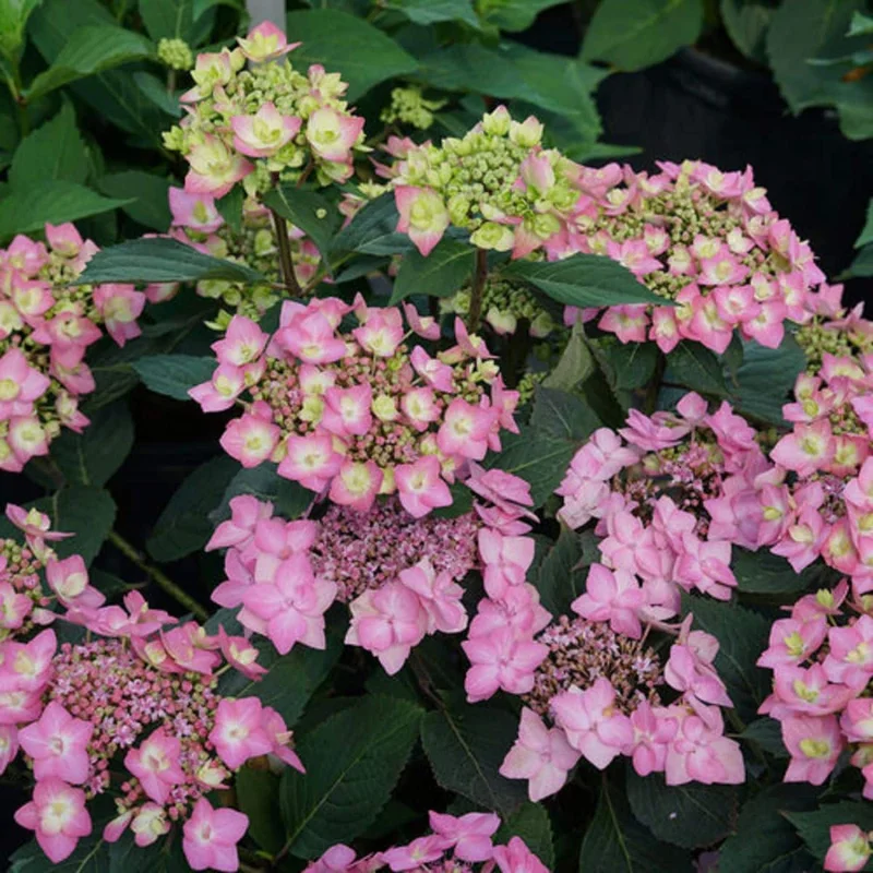 lurveys-1005772