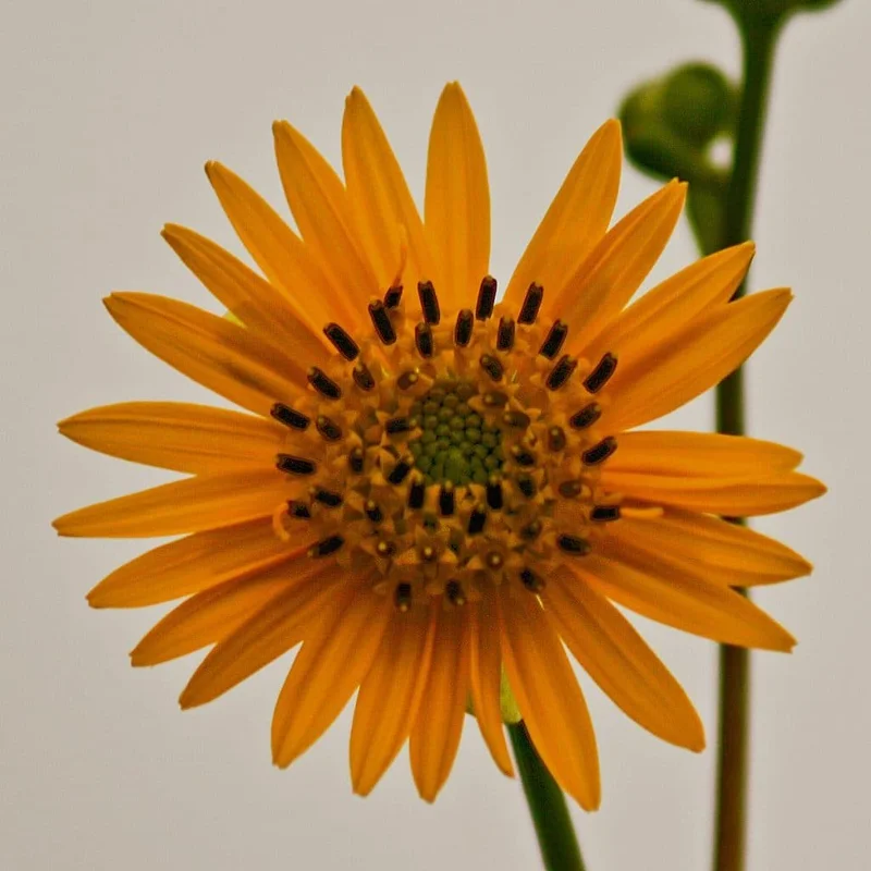lurveys-1005786