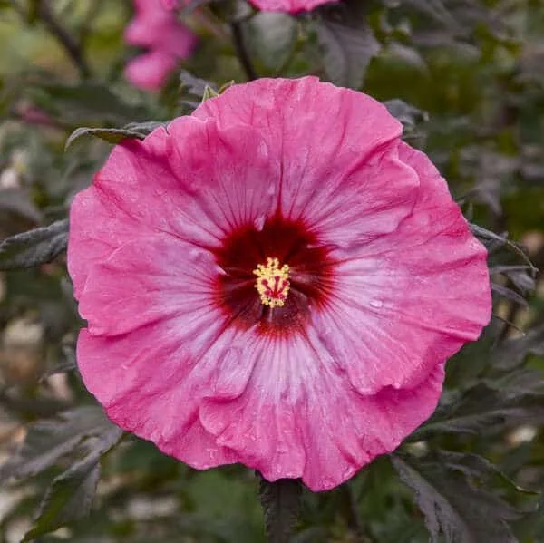 lurveys-1005882