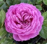 lurveys-1005903