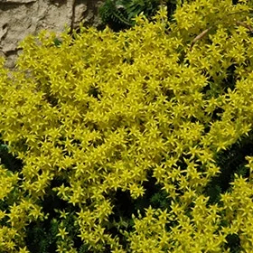 lurveys-1006510