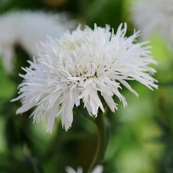 lurveys-1007402
