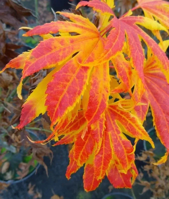 lurveys-1007484