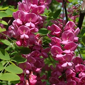 lurveys-1007509