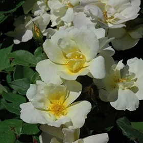 lurveys-1007538