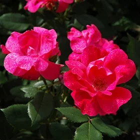 lurveys-1007539